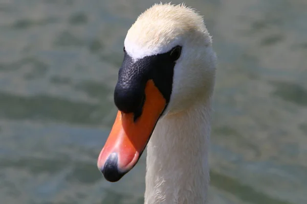 Білими Лебедями Живуть Озері Блед Словенії — стокове фото