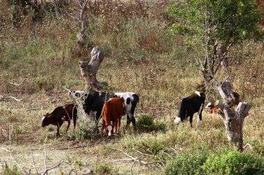 bir sığır güneşli bir glade otlatma olduğunu 