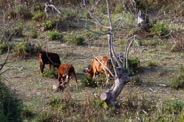 bir sığır güneşli bir glade otlatma olduğunu 