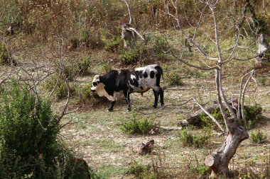 bir sığır güneşli bir glade otlatma olduğunu 