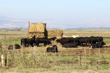 bir sığır güneşli bir glade otlatma olduğunu 