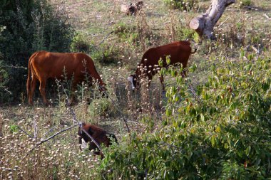 bir sığır güneşli bir glade otlatma olduğunu 