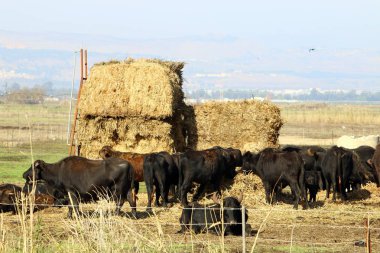 bir sığır güneşli bir glade otlatma olduğunu 