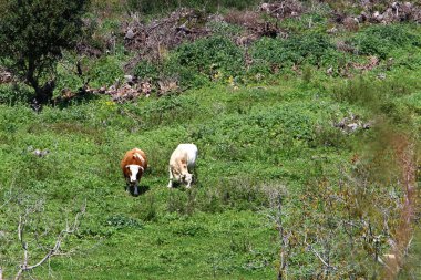 bir sığır güneşli bir glade otlatma olduğunu 