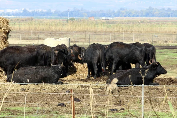 Une Vache Paît Dans Une Clairière Ensoleillée — Photo