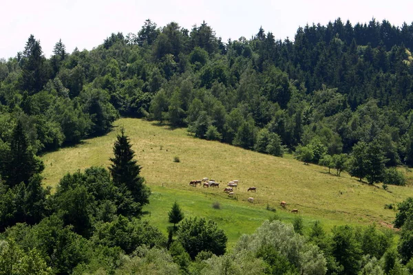 牛は日当たりの良い空き地で放牧している — ストック写真