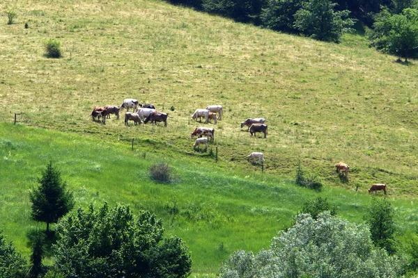 Une Vache Paît Dans Une Clairière Ensoleillée — Photo