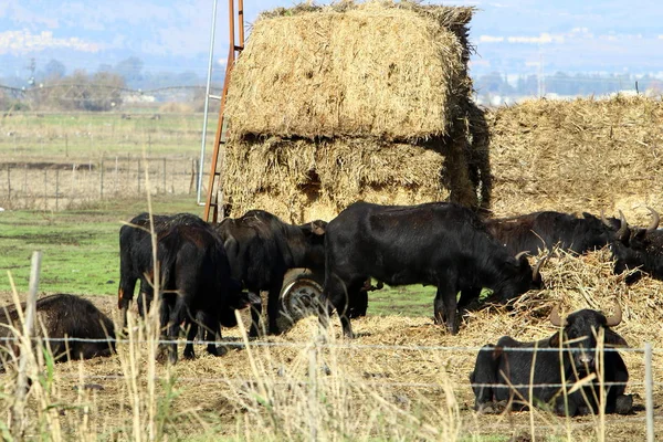bir sığır güneşli bir glade otlatma olduğunu 