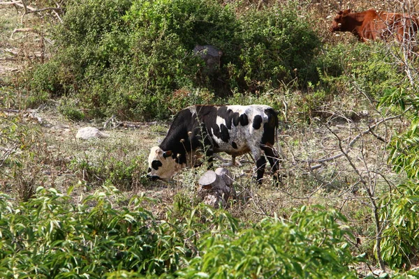 Vacă Păşeşte Într Lamă Însorită — Fotografie, imagine de stoc