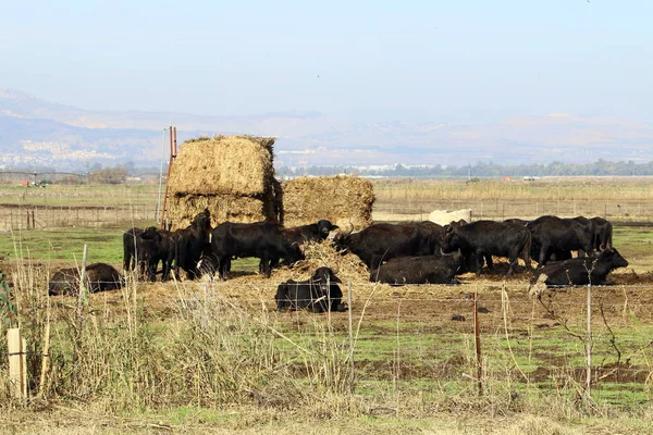 bir sığır güneşli bir glade otlatma olduğunu 
