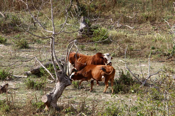Корова Випасується Сонячній Галявині — стокове фото