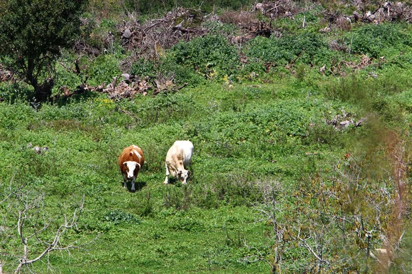 bir sığır güneşli bir glade otlatma olduğunu 