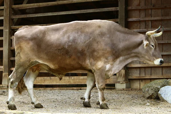牛は自家製です 偶蹄類と反芻動物 — ストック写真