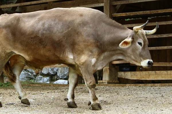 Fotos de Animal con pezuñas hendida de stock, imágenes de Animal con