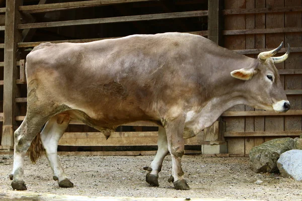 牛は自家製です 偶蹄類と反芻動物 — ストック写真