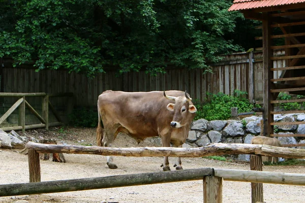 Cow Homemade Cloven Hoofed Ruminant Animal — Stock Photo, Image