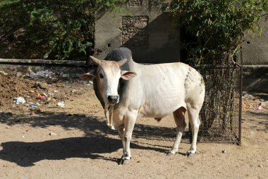 İnekler Hindistan şehirler sokaklarında 