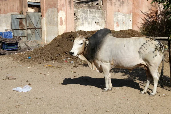 Коровы Улицах Городов Индии — стоковое фото