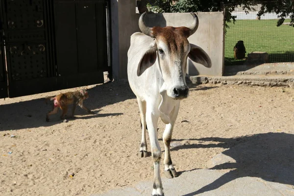 Cows Streets Cities India — Stock Photo, Image