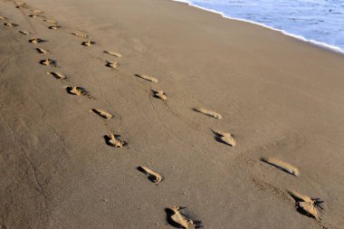 Kumdaki Kuzey İsrail ' Akdeniz'in kıyısında 