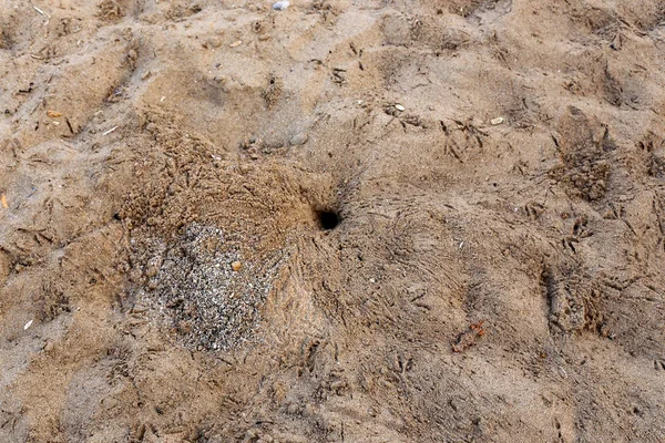 รอยเท าในทรายบนชายฝ งทะเลเมด เตอร เรเน ยนในอ สราเอลเหน — ภาพถ่ายสต็อก