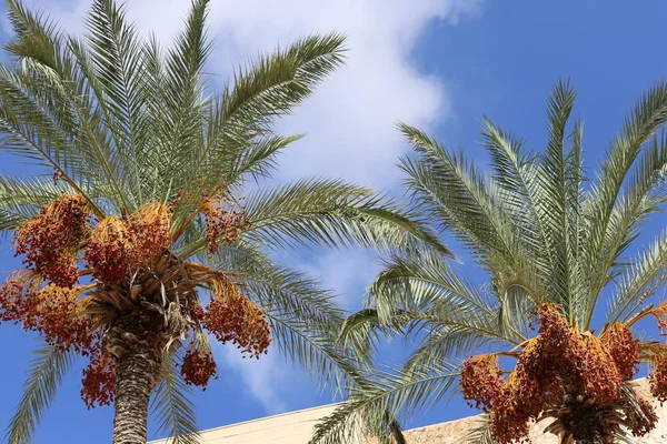 Sugli Alberi Del Giardino Frutta Matura Gustosa Momento Raccogliere — Foto Stock