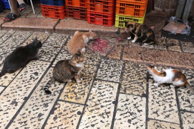 Eski kasaba Acre Akdeniz kıyısında, İsrail'in Kuzey Limanı 