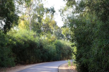 İsrail 'in kuzeyindeki dağlarda yol 