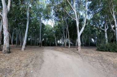 İsrail 'in kuzeyindeki dağlarda yol 