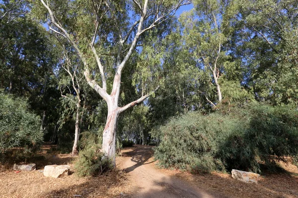 Väg Bergen Norra Israel — Stockfoto