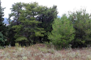 İsrail'in Kuzey Batı Celile dağ manzarası 