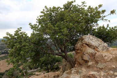 İsrail'in Kuzey Batı Celile dağ manzarası 