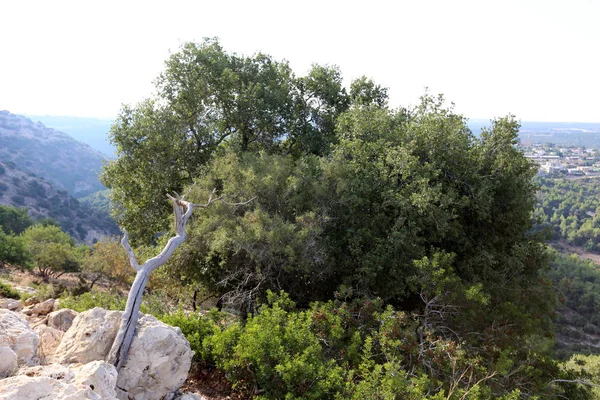 Paisagem Montanhosa Galileia Ocidental Norte Israel — Fotografia de Stock