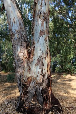doku ve yapısı ahşap ve ahşap ürünleri 
