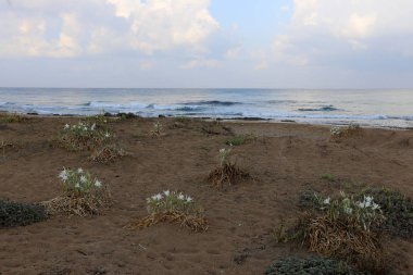 İsrail 'in kuzeyindeki Akdeniz kıyısında. 