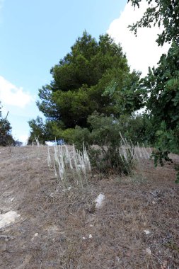 İsrail'in Kuzey Doğa ve çiçekler yakın çekim resimleri 