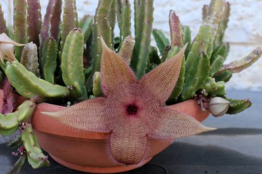 İsrail'in Kuzey Doğa ve çiçekler yakın çekim resimleri 