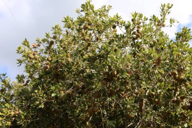 İsrail'in Kuzey Doğa ve çiçekler yakın çekim resimleri 