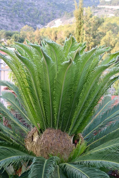 Images Nature Des Fleurs Gros Plan Dans Nord Israël — Photo