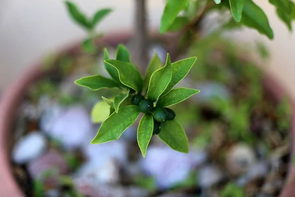 Fotografías Naturaleza Las Flores Cerca Norte Israel —  Fotos de Stock