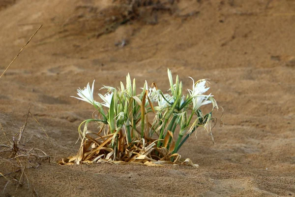 Images Nature Des Fleurs Gros Plan Dans Nord Israël — Photo