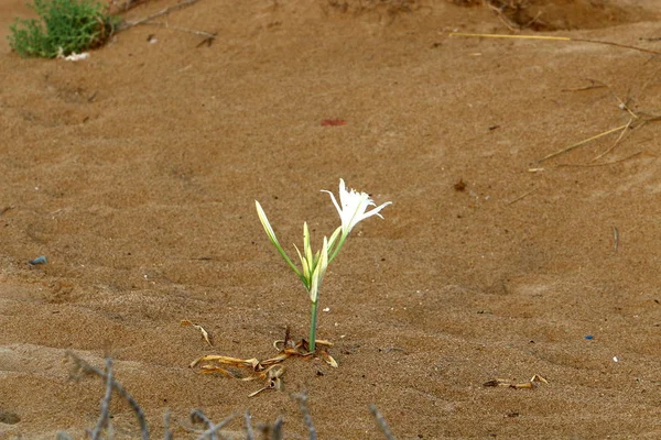 Images Nature Des Fleurs Gros Plan Dans Nord Israël — Photo