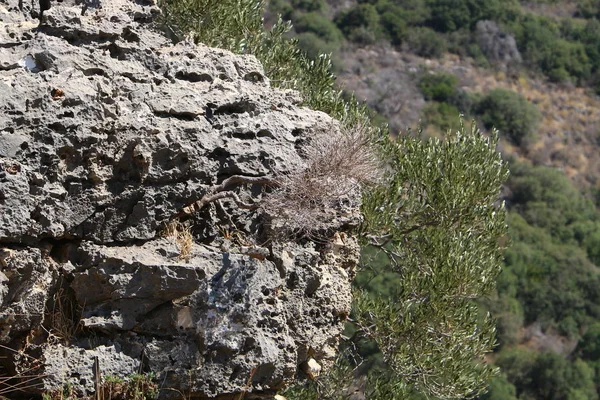 Ruines Ancienne Forteresse Des Croisés Montfort Dans Nord Israël — Photo