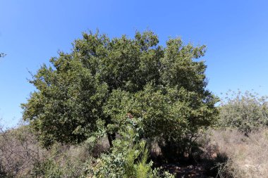 ormanda meşe ağaçları olgunlaşmış büyük meşe palamutları üzerinde 