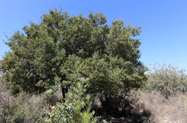 ormanda meşe ağaçları olgunlaşmış büyük meşe palamutları üzerinde 