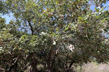 ormanda meşe ağaçları olgunlaşmış büyük meşe palamutları üzerinde 