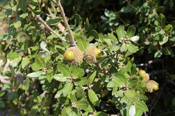 Floresta Carvalhos Amadureceu Grandes Bolotas — Fotografia de Stock