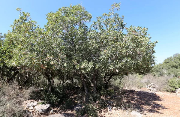 Bosque Sobre Robles Maduraron Grandes Bellotas — Foto de Stock