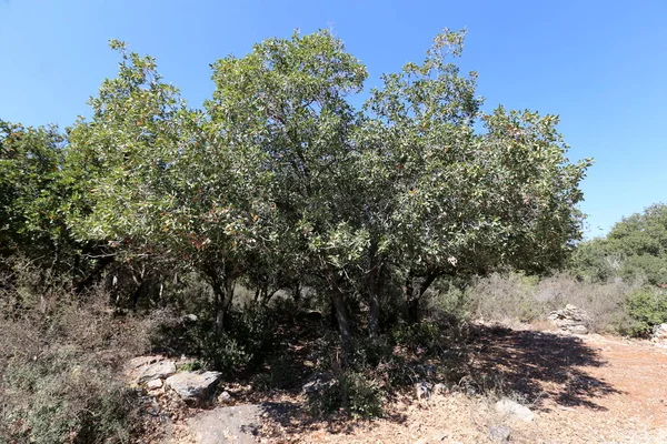 ormanda meşe ağaçları olgunlaşmış büyük meşe palamutları üzerinde 