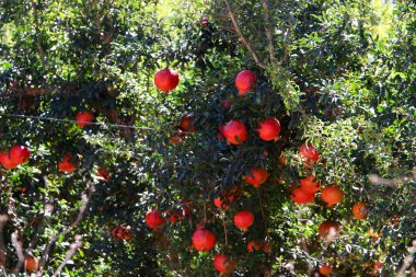 nar ağaçları Olgun kırmızı meyve bahçesinde 